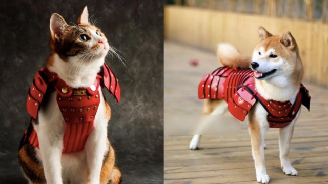 猫&犬用の「ペット鎧」が可愛くって勇ましいいいい♡ 「お猫様」「お犬様」と呼びたくなります
